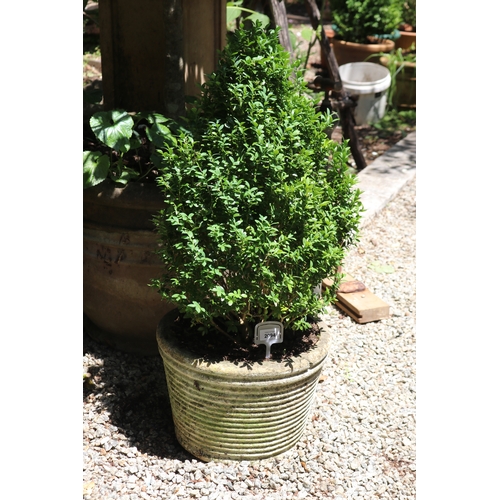 2094 - Vintage painted tapering pot with cone buxus, approx 24cm H x 33cm D, plant 63cm H