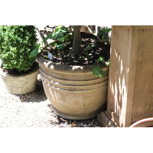 2095 - Advanced holly in ribbed composite stone pot, approx 49cm H x 65cm D, plant 132cm H