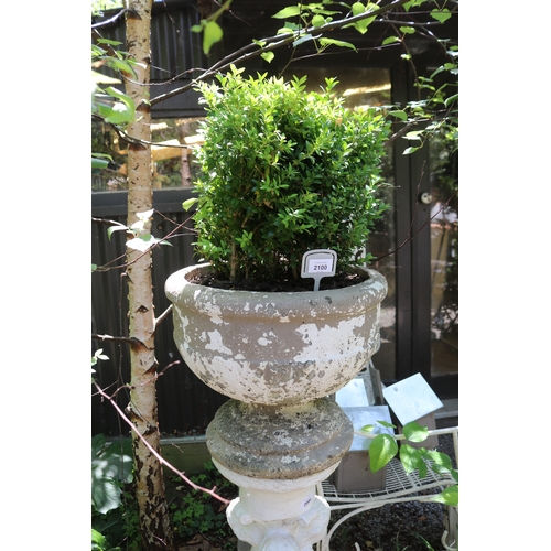 2100 - Vintage composite baluster planter, with traces of old paint, planted with buxus, approx 67cm H tota... 