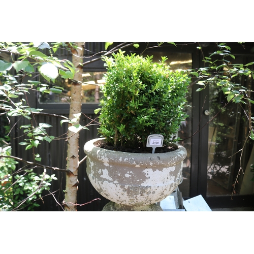 2100 - Vintage composite baluster planter, with traces of old paint, planted with buxus, approx 67cm H tota... 