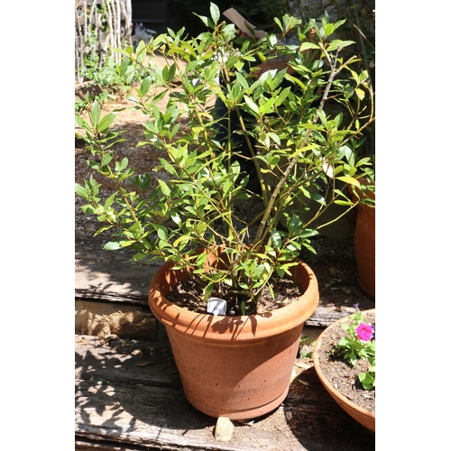 2182 - Large advanced bay tree in terracotta pot, approx 120cm H total