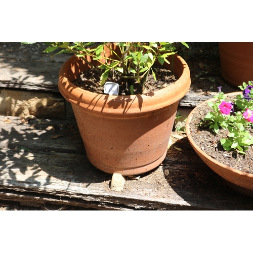 2182 - Large advanced bay tree in terracotta pot, approx 120cm H total