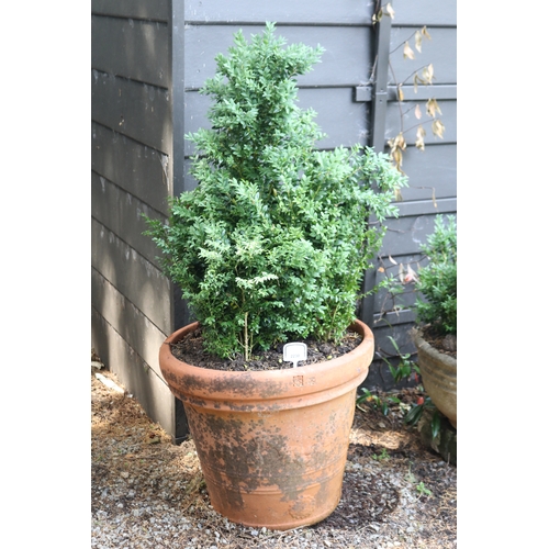 2230 - Large circular terracotta pot with advanced English buxus, approx 48cm H x 50cm Dia , plant 80cm H