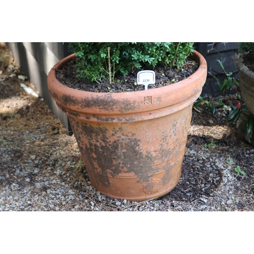 2230 - Large circular terracotta pot with advanced English buxus, approx 48cm H x 50cm Dia , plant 80cm H