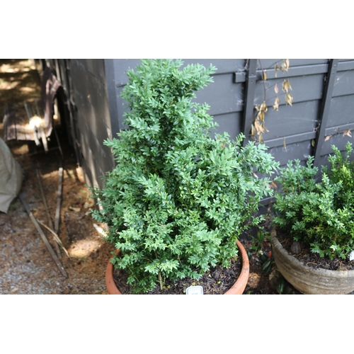 2230 - Large circular terracotta pot with advanced English buxus, approx 48cm H x 50cm Dia , plant 80cm H