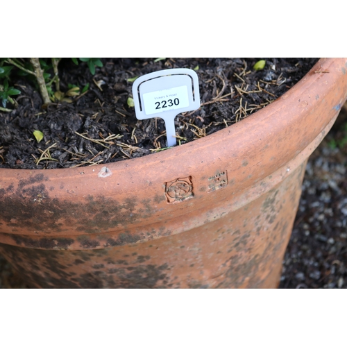 2230 - Large circular terracotta pot with advanced English buxus, approx 48cm H x 50cm Dia , plant 80cm H