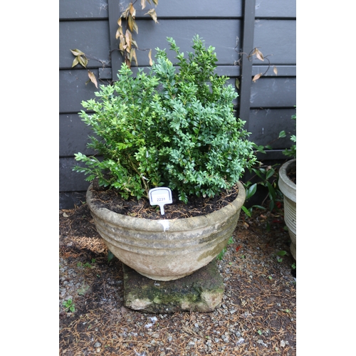 2231 - Old composite stone bowl form planter with English buxus, approx 28cm H x 12cm Dia, plant 45cm H