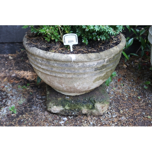 2231 - Old composite stone bowl form planter with English buxus, approx 28cm H x 12cm Dia, plant 45cm H