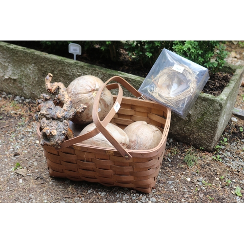 2597 - Cane basket with coconuts, burr wood piece and birds nest