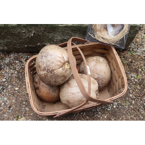 2597 - Cane basket with coconuts, burr wood piece and birds nest