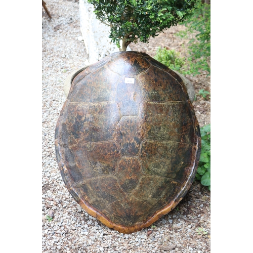 2610 - Large sea turtle shell, approx 82cm x 63cm