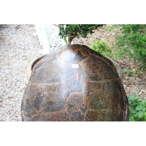 2610 - Large sea turtle shell, approx 82cm x 63cm