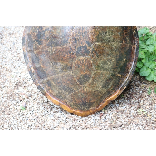 2610 - Large sea turtle shell, approx 82cm x 63cm