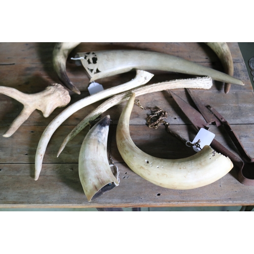 2729 - Collection of cow horns etc, approx 42cm L and shorter