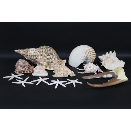 2252 - Good selection of large sea shells, approx 43cm L and smaller