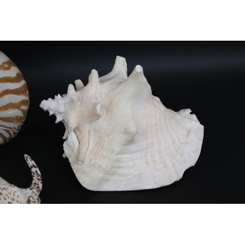 2252 - Good selection of large sea shells, approx 43cm L and smaller