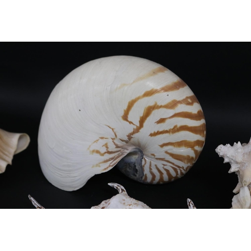 2252 - Good selection of large sea shells, approx 43cm L and smaller