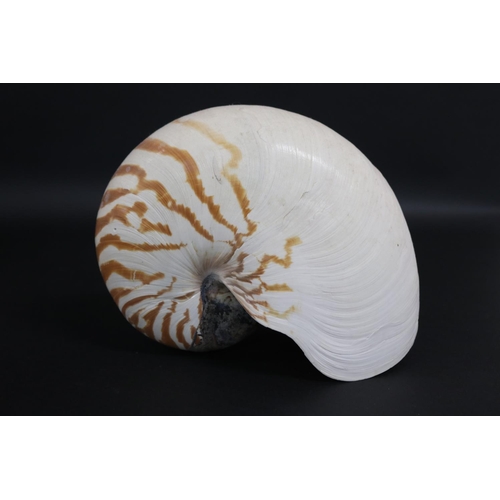 2252 - Good selection of large sea shells, approx 43cm L and smaller