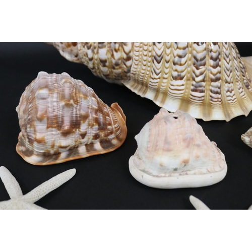 2252 - Good selection of large sea shells, approx 43cm L and smaller