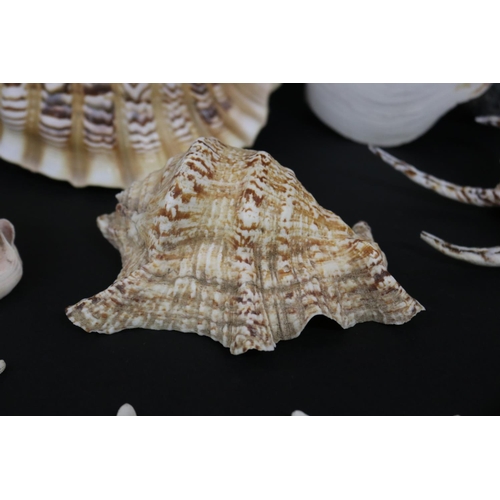 2252 - Good selection of large sea shells, approx 43cm L and smaller