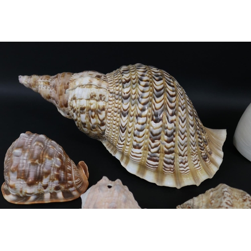 2252 - Good selection of large sea shells, approx 43cm L and smaller