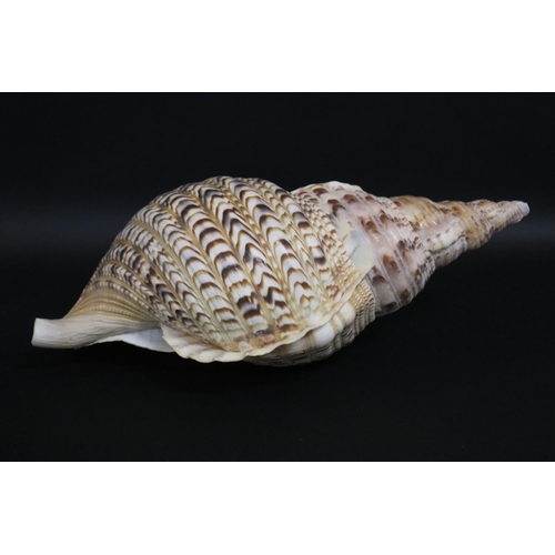 2252 - Good selection of large sea shells, approx 43cm L and smaller