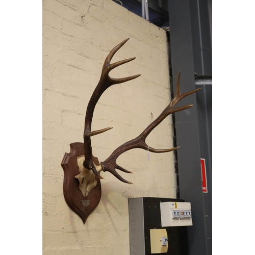 477 - French set of antlers mounted to wooden backboard, antlers approx 65cm H x 70cm W