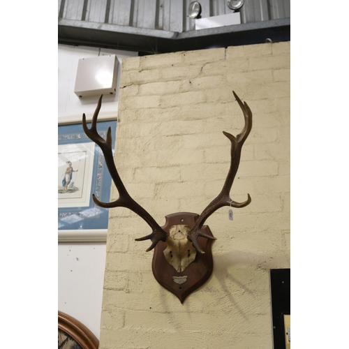 477 - French set of antlers mounted to wooden backboard, antlers approx 65cm H x 70cm W