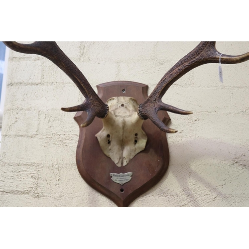 477 - French set of antlers mounted to wooden backboard, antlers approx 65cm H x 70cm W