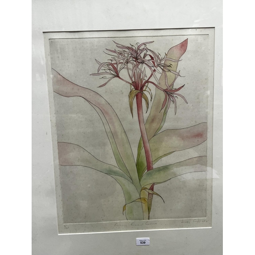 2204 - Lindy Cuppard, handcoloured etching, Crimson Queen ?, 6/25, signed lower right, approx 51cm x 41cm