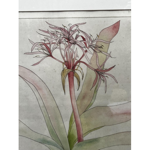 2204 - Lindy Cuppard, handcoloured etching, Crimson Queen ?, 6/25, signed lower right, approx 51cm x 41cm