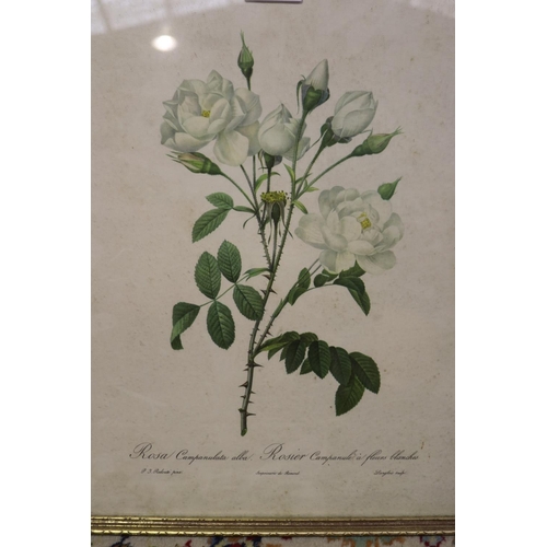 2255 - Lot of botanical prints etc, approx 45cm H x 36cm W and smaller (6)