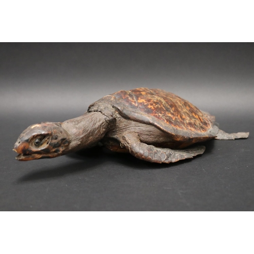 73 - Full body taxidermy sea turtle, approx 43cm L x 23cm W