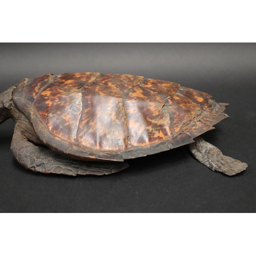 73 - Full body taxidermy sea turtle, approx 43cm L x 23cm W