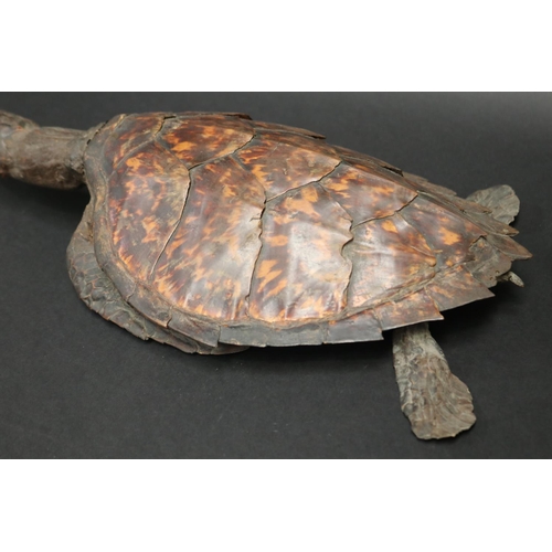 73 - Full body taxidermy sea turtle, approx 43cm L x 23cm W