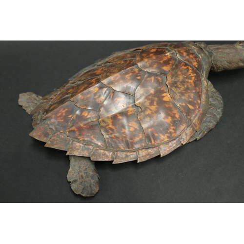 73 - Full body taxidermy sea turtle, approx 43cm L x 23cm W