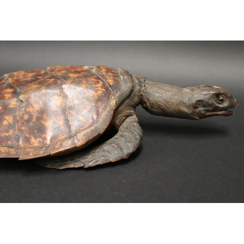 73 - Full body taxidermy sea turtle, approx 43cm L x 23cm W