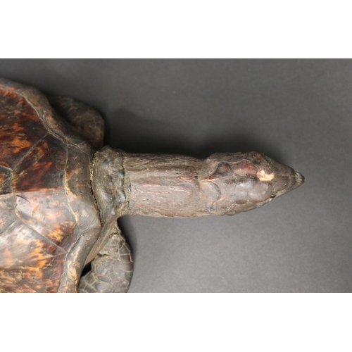 73 - Full body taxidermy sea turtle, approx 43cm L x 23cm W