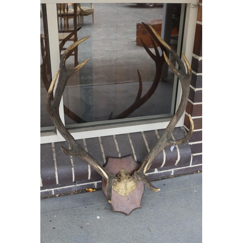 245 - Old French wall mountable antlers on wooden backboard, antlers approx 80cm H x 70cm W