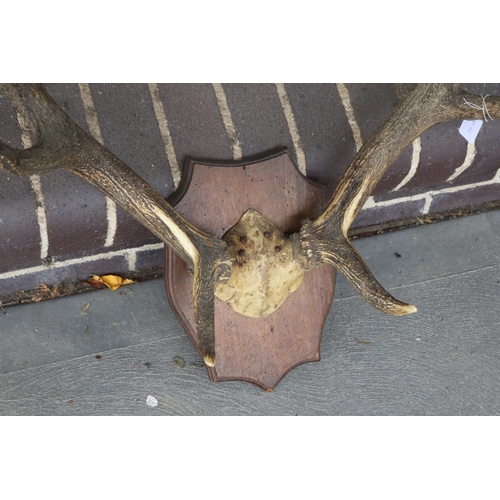 245 - Old French wall mountable antlers on wooden backboard, antlers approx 80cm H x 70cm W