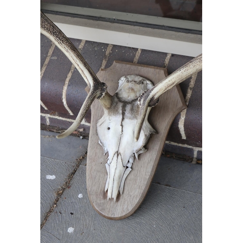 247 - Old French wall mountable antlers on wooden backboard, approx 64cm H x 75cm W