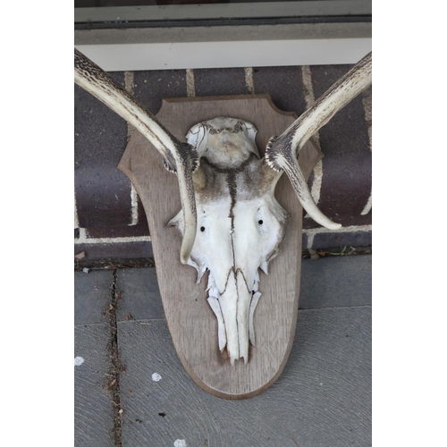 247 - Old French wall mountable antlers on wooden backboard, approx 64cm H x 75cm W