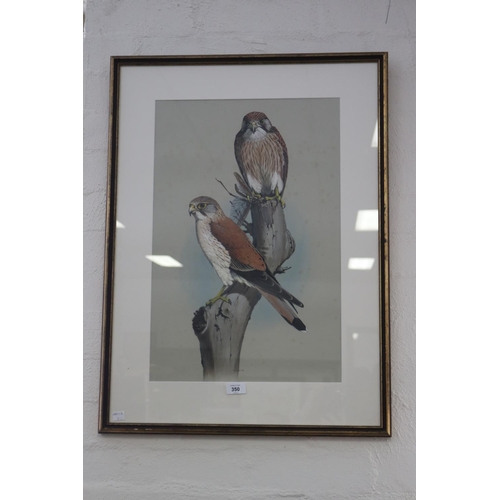 350 - William T. Cooper (1934-2015) Australia, watercolour & gouche, Nankeen Kestrel, Falco Cenchroides (l... 