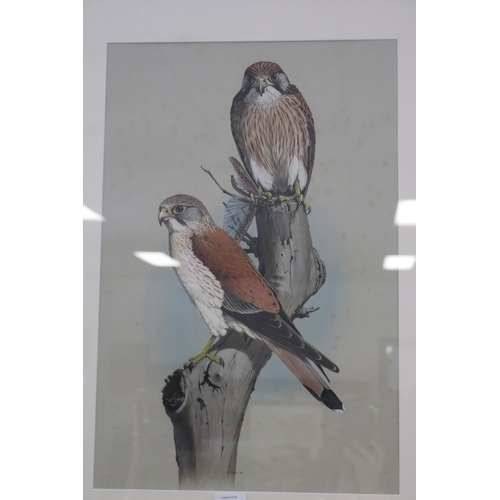 350 - William T. Cooper (1934-2015) Australia, watercolour & gouche, Nankeen Kestrel, Falco Cenchroides (l... 