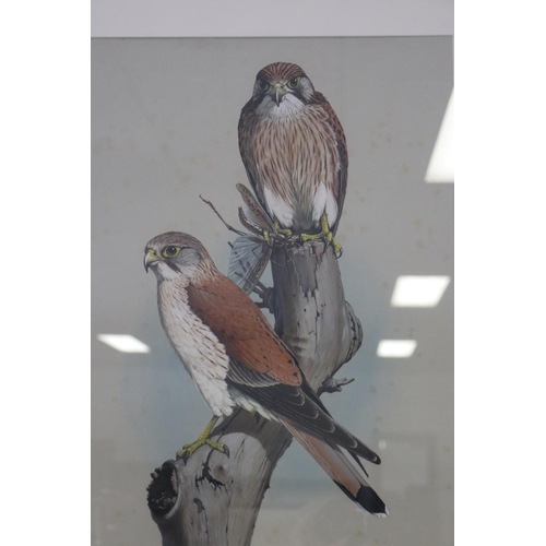 350 - William T. Cooper (1934-2015) Australia, watercolour & gouche, Nankeen Kestrel, Falco Cenchroides (l... 