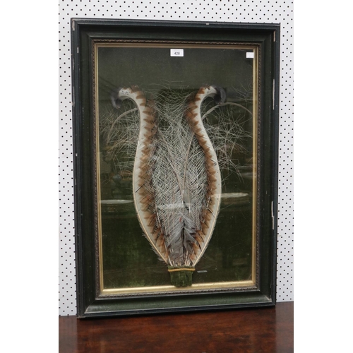 428 - Rare shadow framed Australian Lyre bird tail feathers, approx 75cm x 49cm