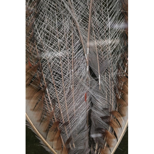 428 - Rare shadow framed Australian Lyre bird tail feathers, approx 75cm x 49cm