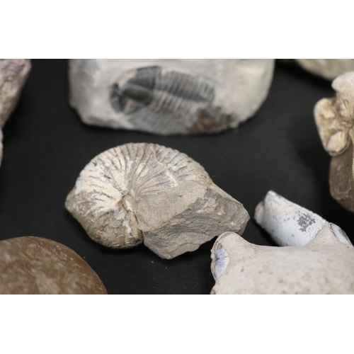 77 - Collection of fossils