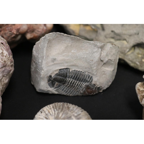 77 - Collection of fossils