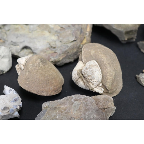 77 - Collection of fossils